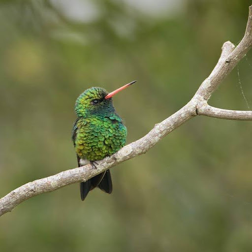 What Do Hummingbirds Eat? A Complete Guide To Their Diet