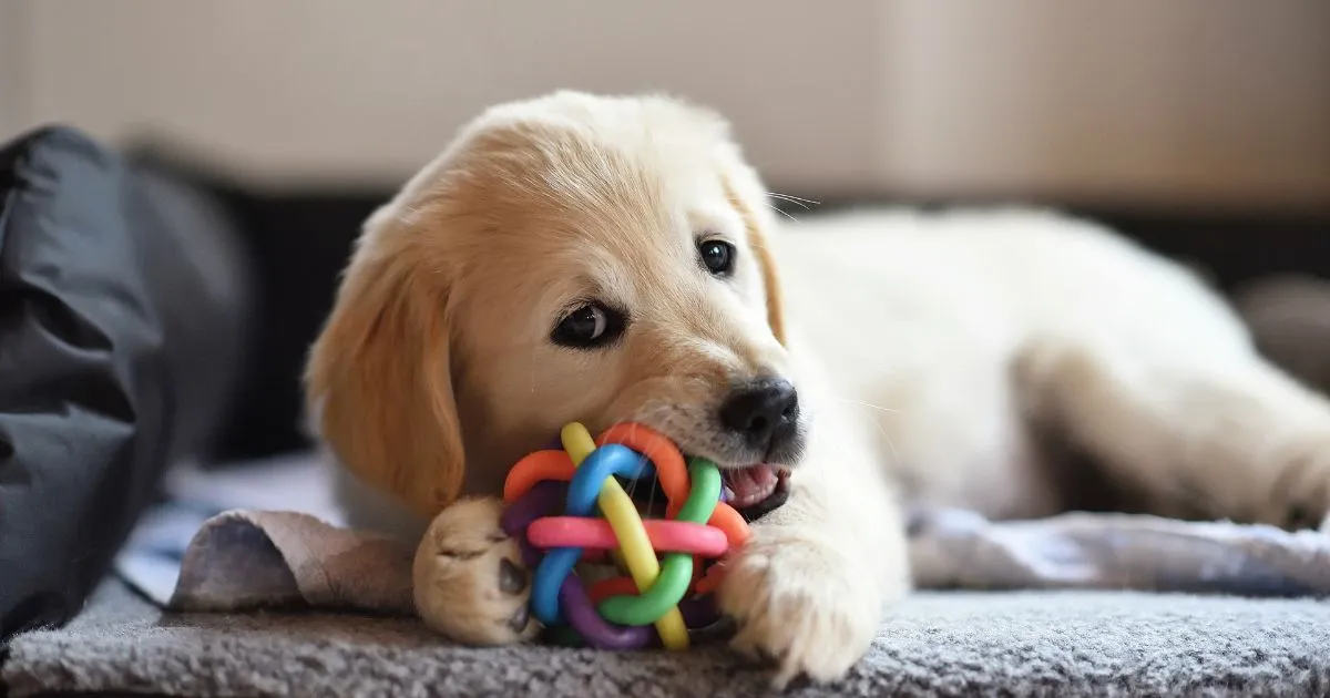 Built to Last: The Ultimate Guide to Durable Dog Toys